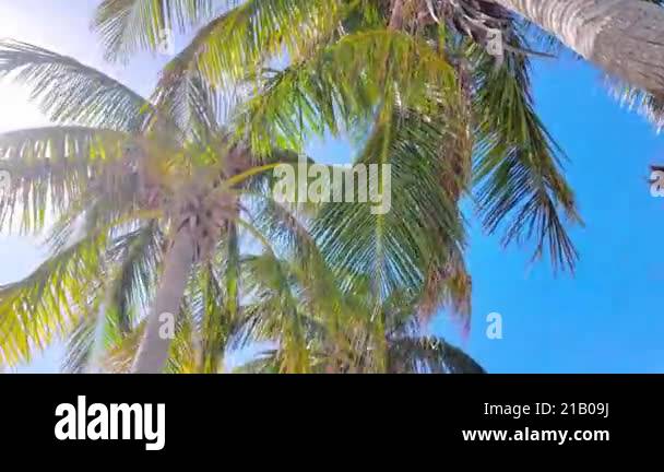 Amazing Palm Trees Against Blue Sky At A Tropical Beach Travel