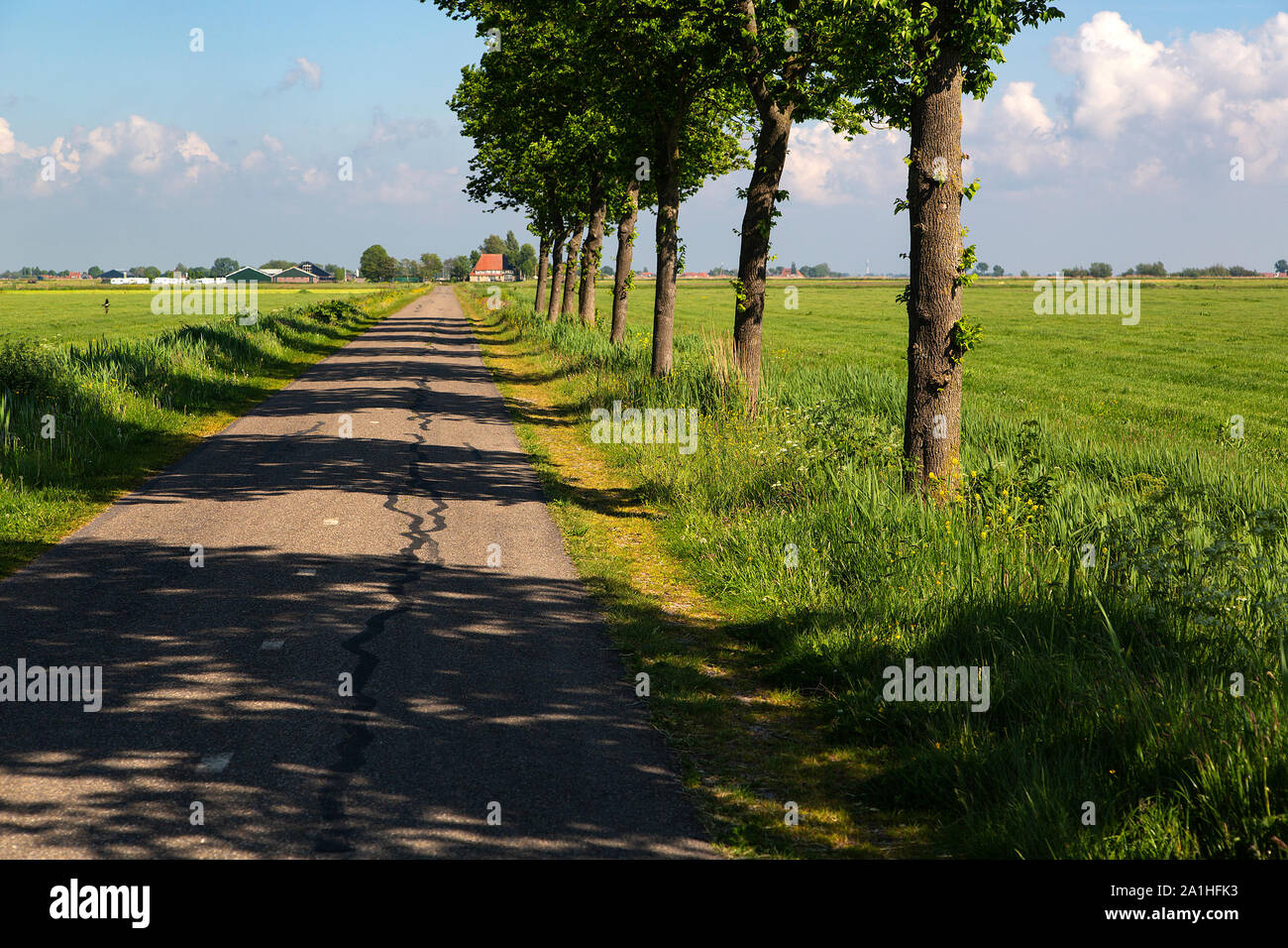 Typical Rural Landscape Of Dutch Province Friesland Stock Photo Alamy