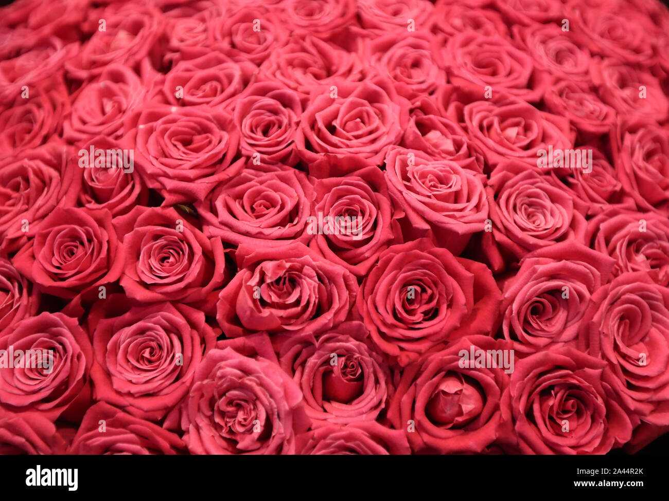 Chinese Workers Display Flowers At A Flower Market Ahead Of Traditional