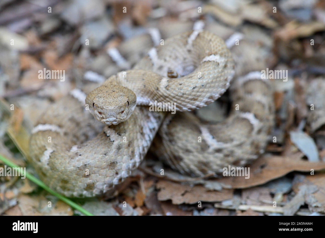 New Mexico Ridge Nosed Rattlesnake Crotalus Willard Obscurus Sonora