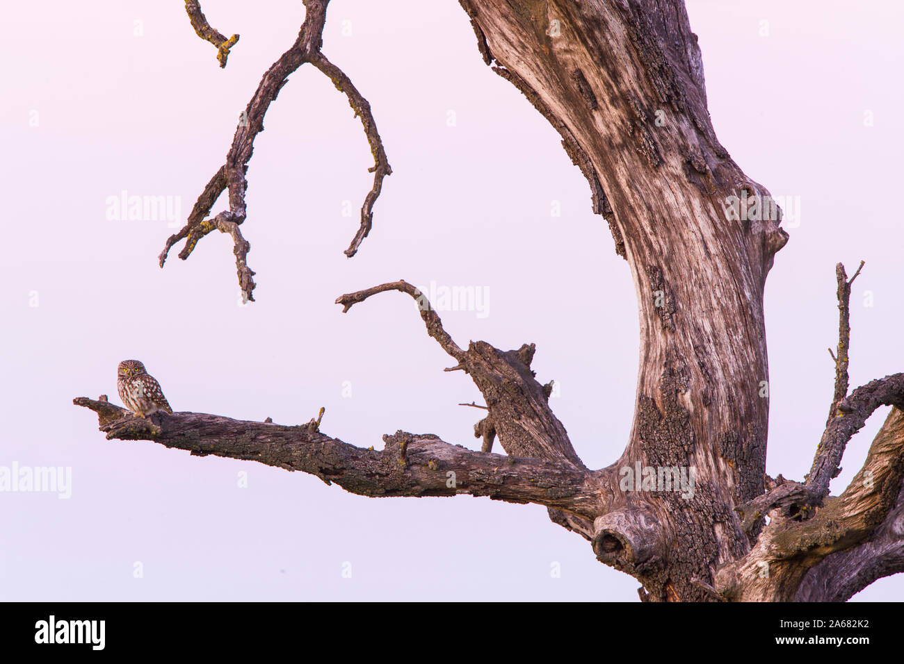 Black Winged Kite Elanus Caeruleus Elanio Azul Stock Photo Alamy