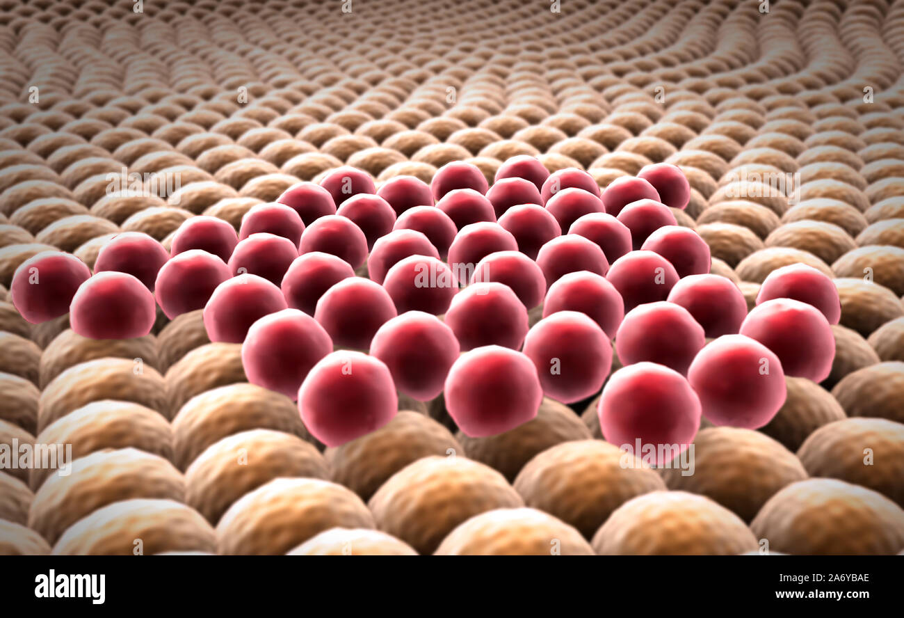 Multiplication Of Cells Microscopic Image Of Cells Division Of Cancer