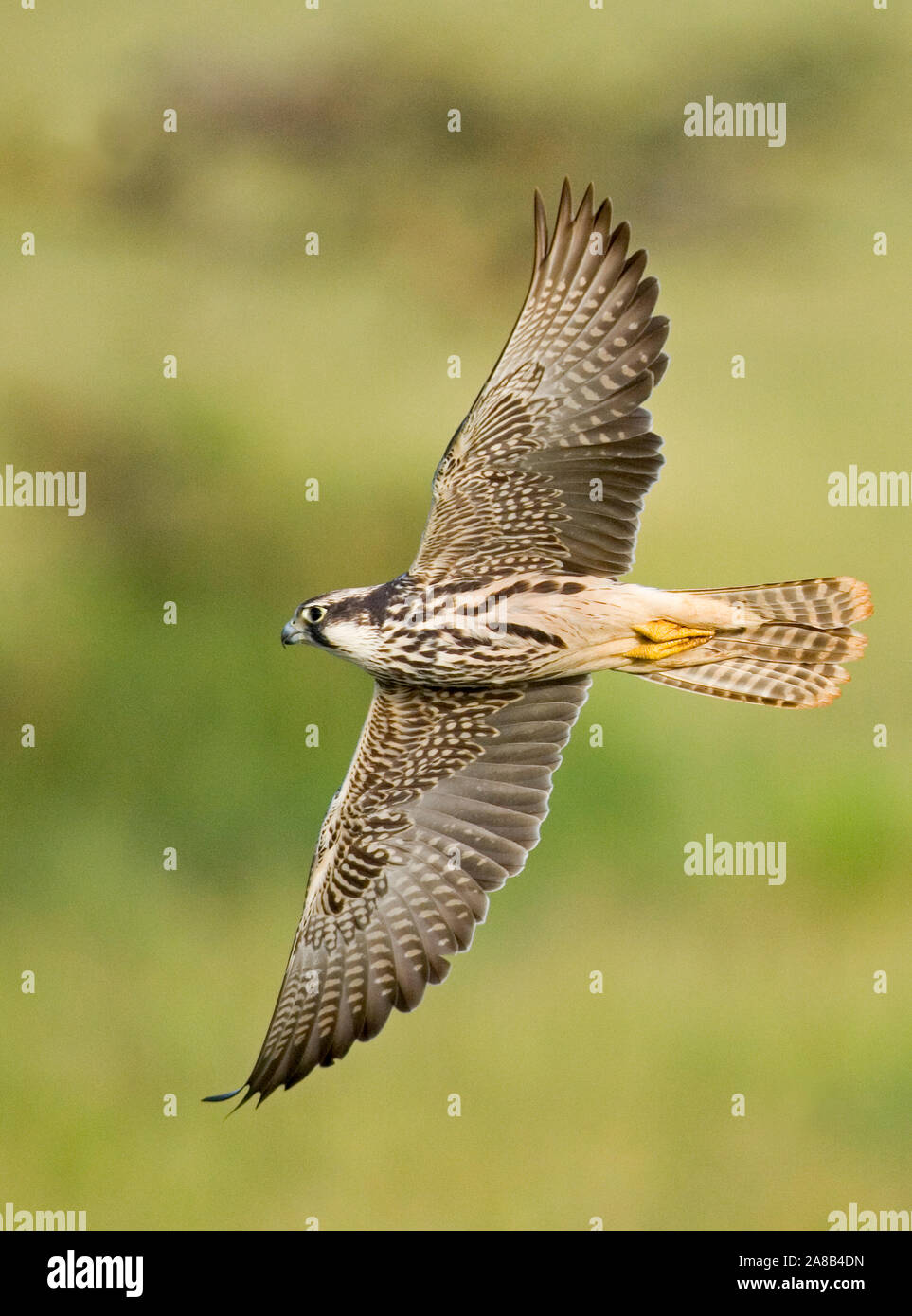 Close Up Of A Lanner Falcon Flying Lake Manyara Arusha Region