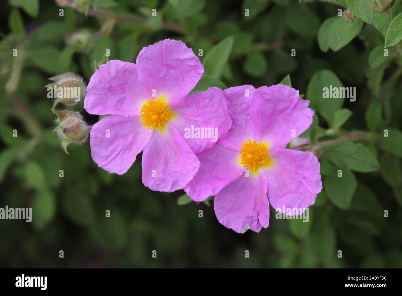 Graubehaarte Zistrose Blueten Cistus Incanus Stock Photo Alamy