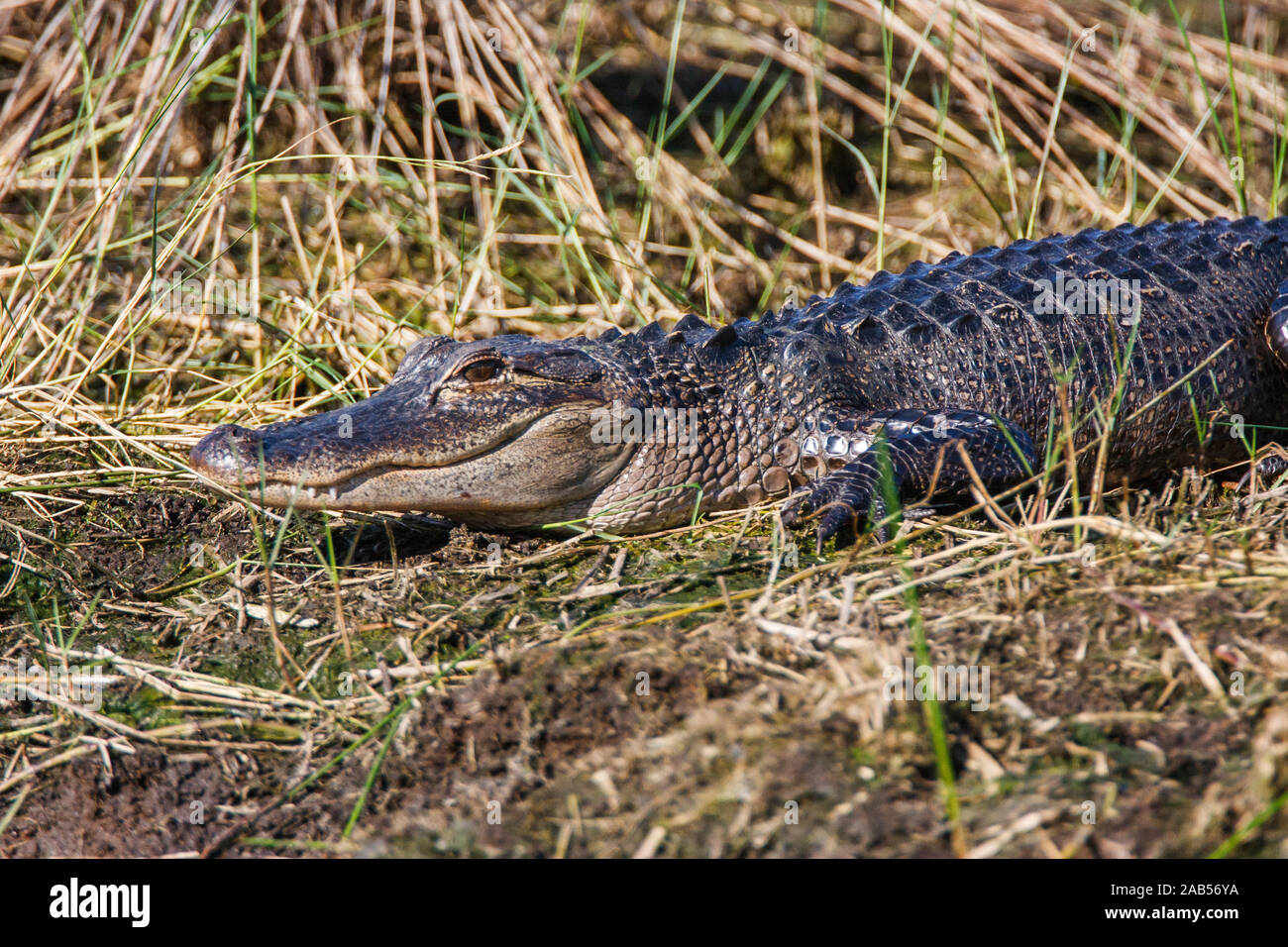 Mississippi Alligator Alligator Mississippiensis Stock Photo Alamy