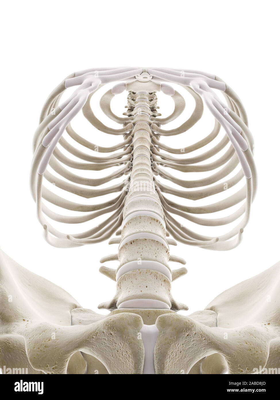 3d Rendered Medically Accurate Illustration Of The Human Thorax Stock