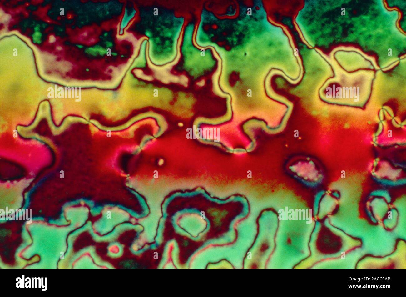 Polarised Light Micrograph Of Liquid Crystals Magnification X100 At