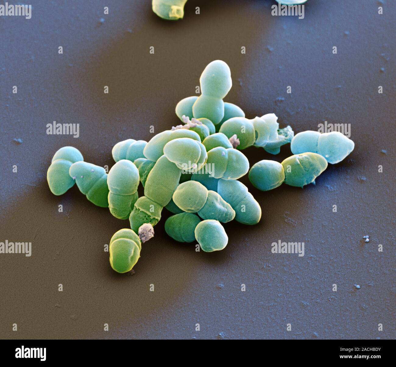 Staphylococcus Epidermidis Bacteria Coloured Scanning Electron