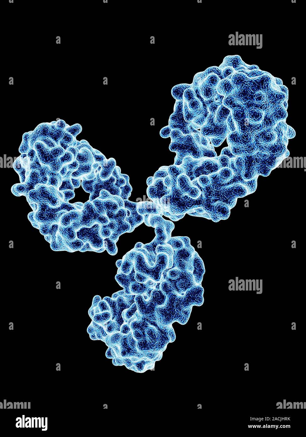 Immunoglobulin G Antibody Molecule Computer Model Showing The