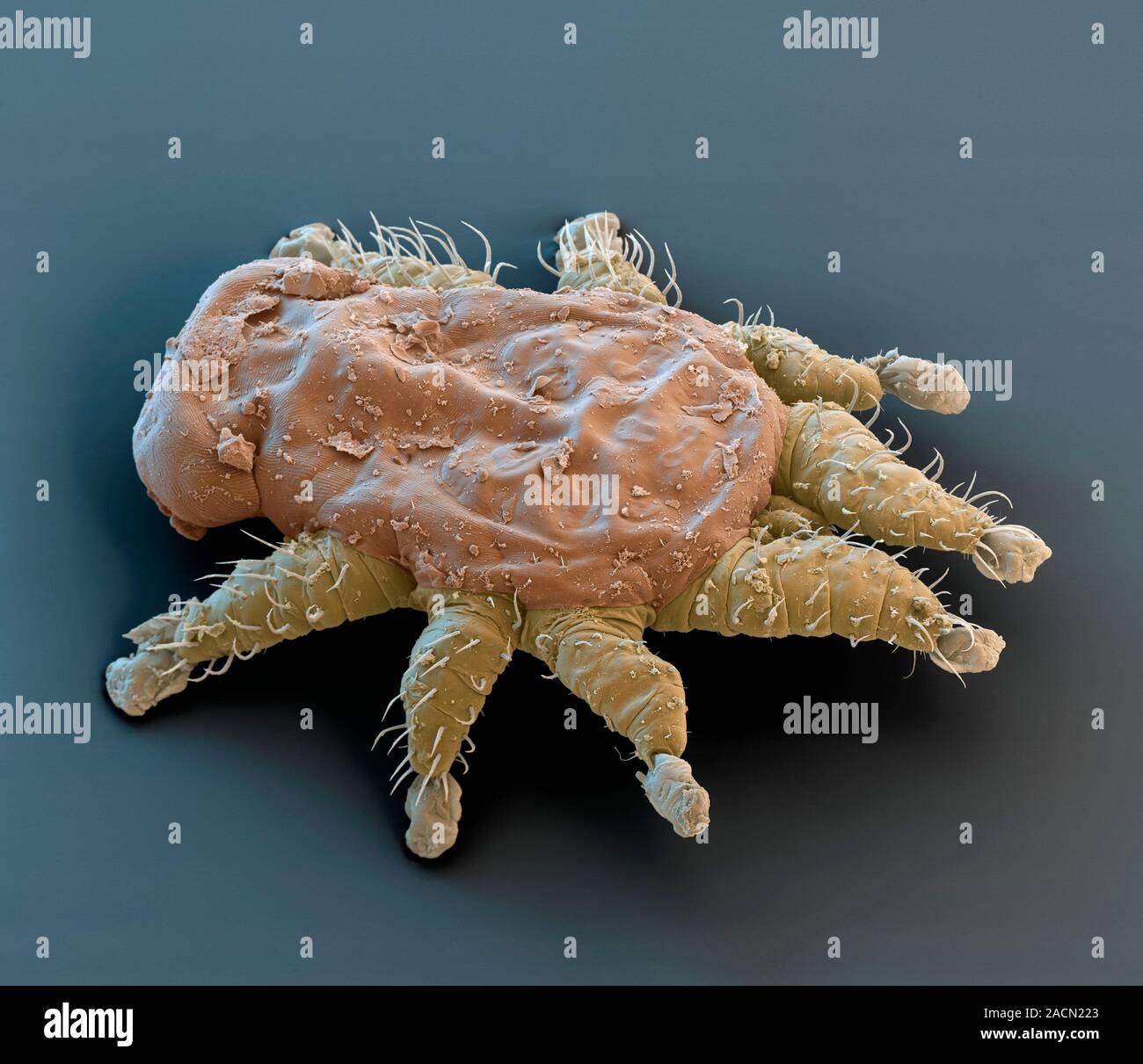 Bat Mite Coloured Scanning Electron Micrograph SEM Of A Eyndhovenia