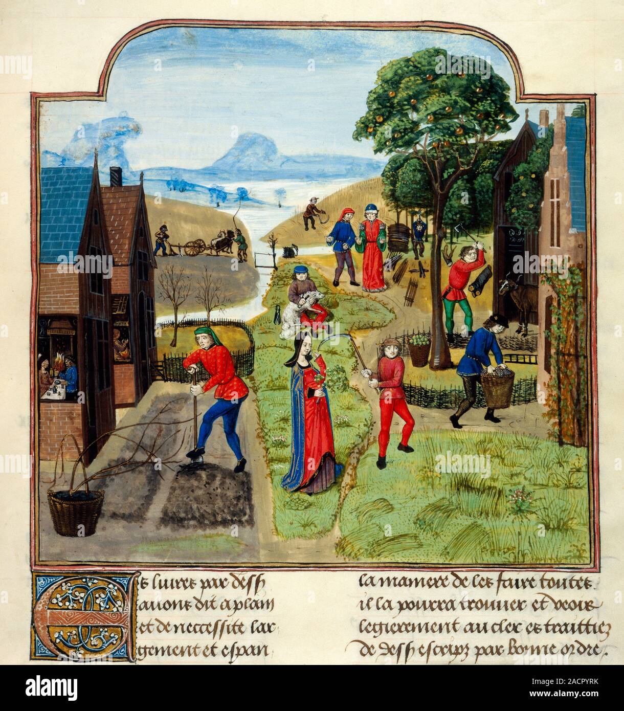 Agriculture 15th Century Manuscript Illustration Of Various