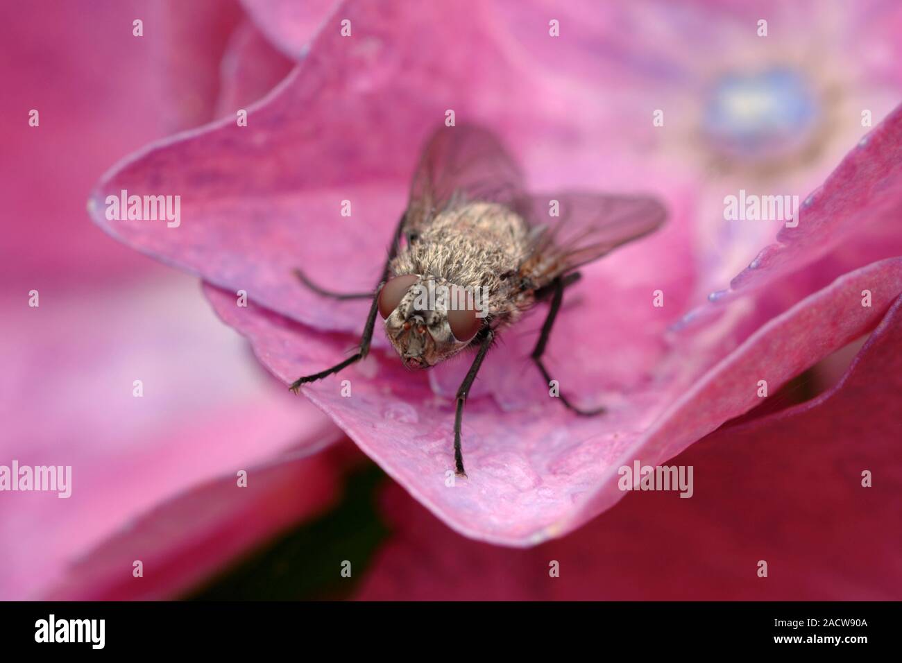 Common House Fly Musca Domestica On A Hydrangea Flower Petal