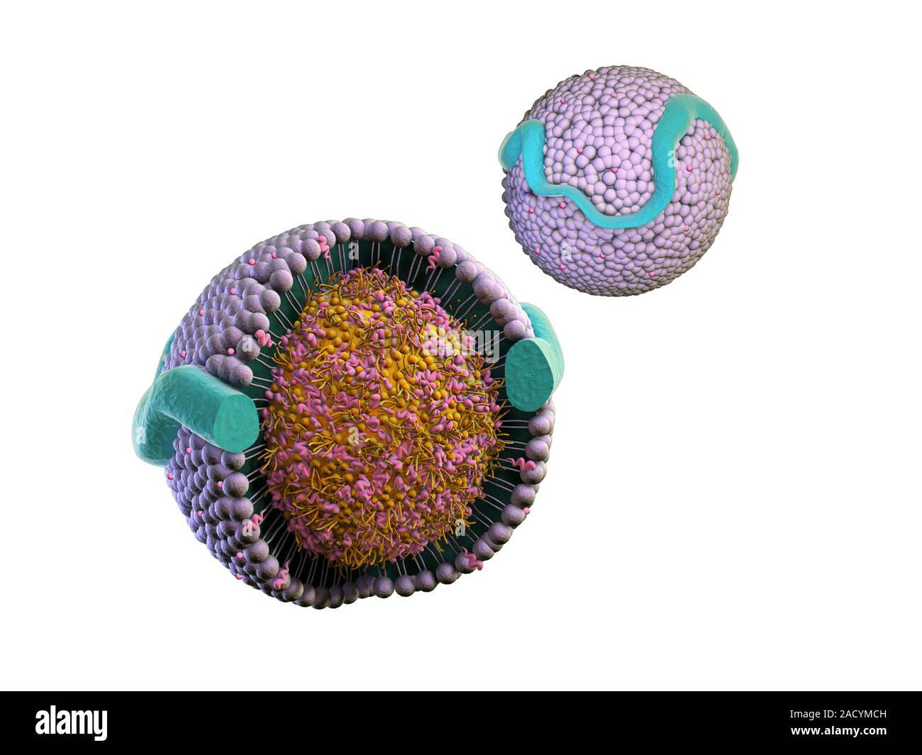 Lipoprotein Cutaway Computer Illustration Showing The Structure Of A