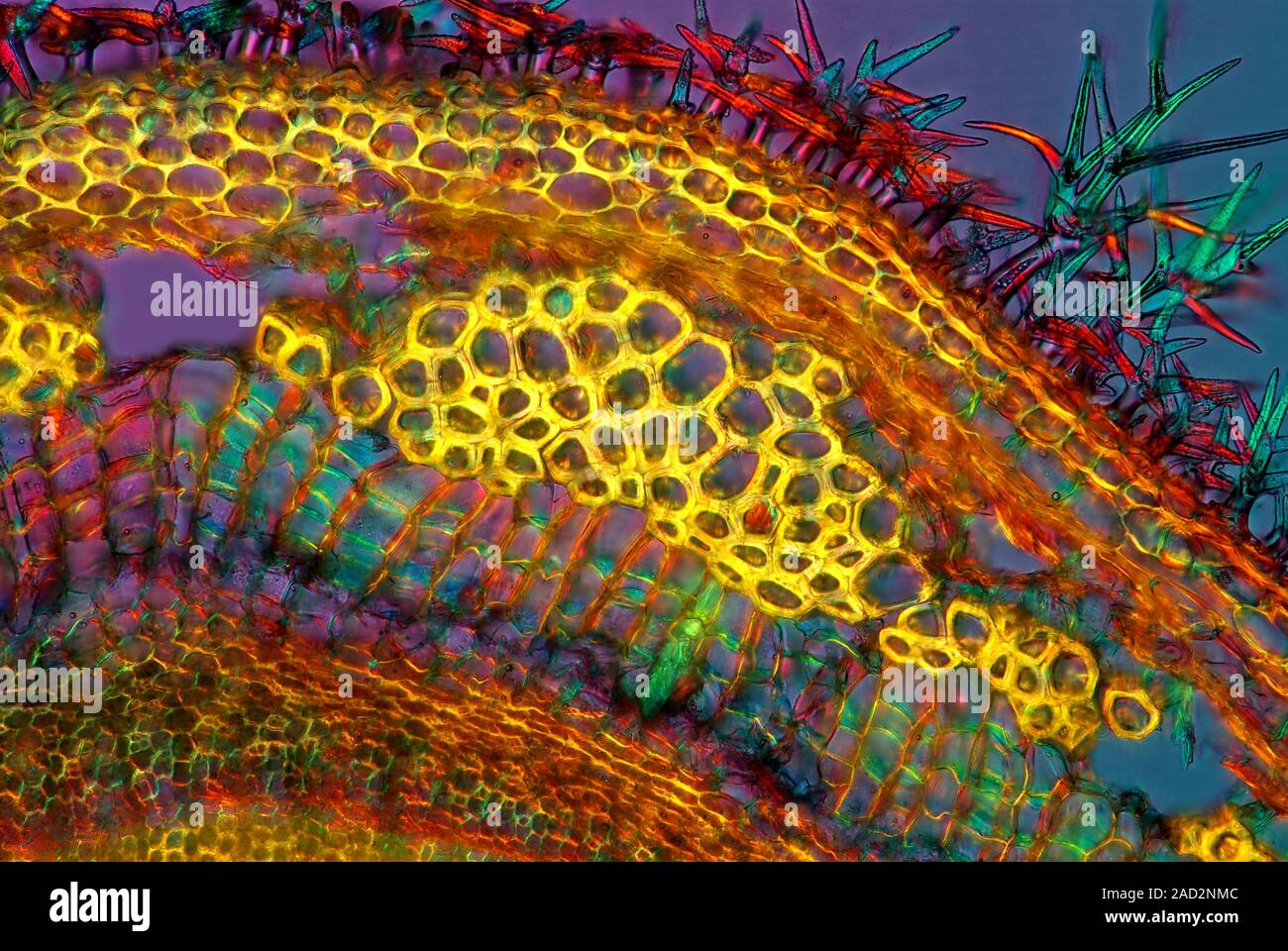 Lavender Stem Polarised Light Micrograph Of A Section Through The Stem