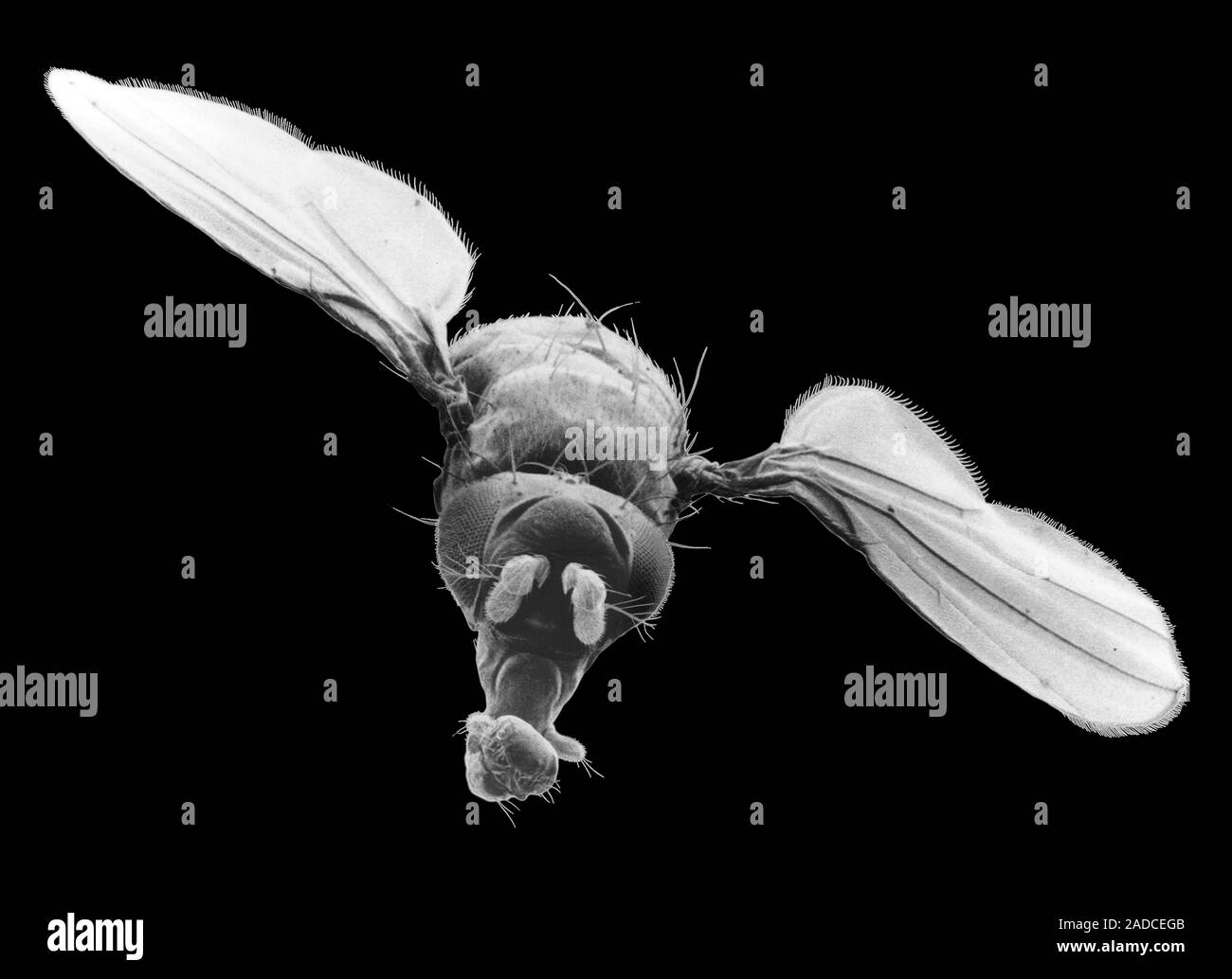 Scanning Electron Micrograph SEM Of Fruit Fly Drosophila