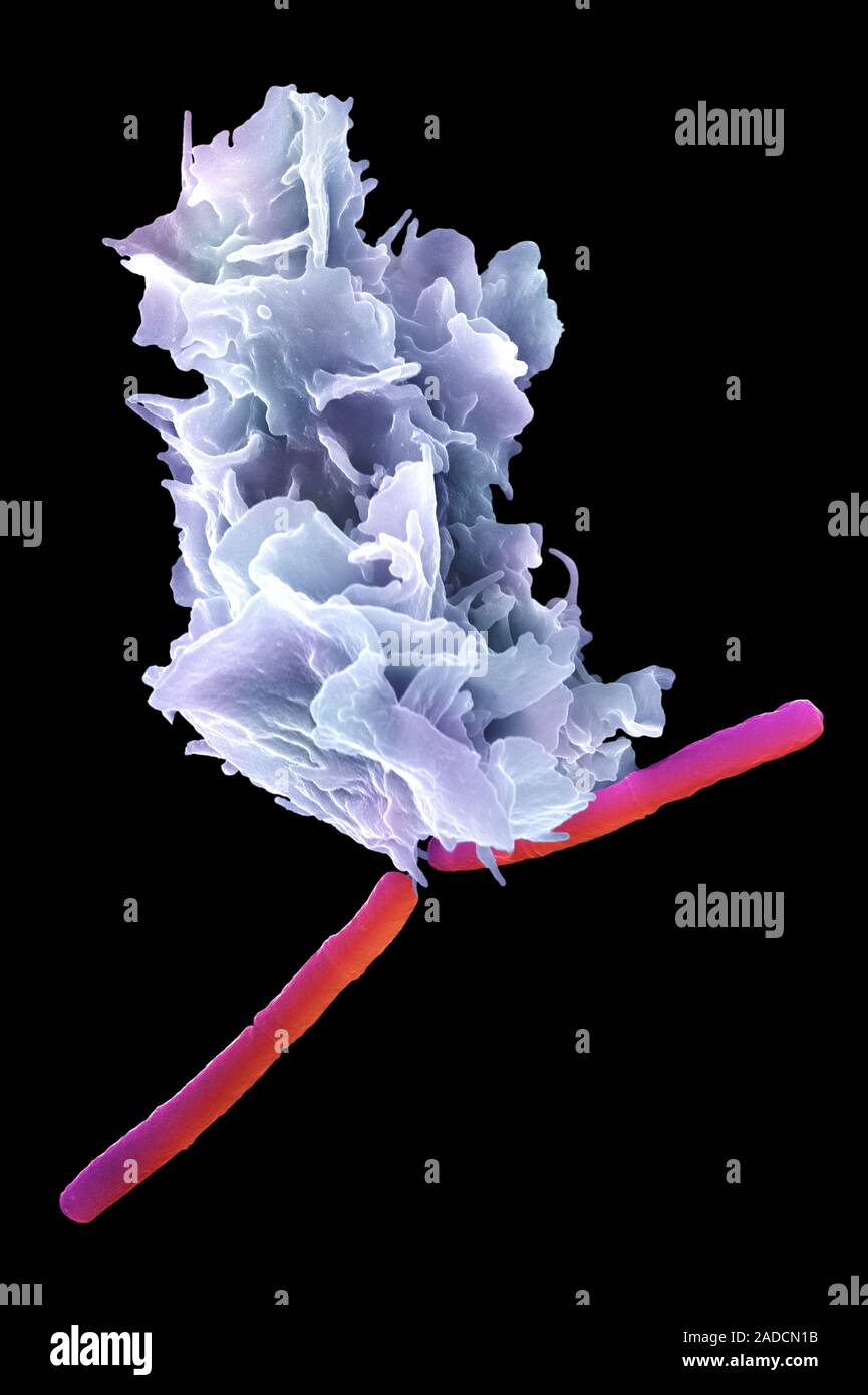 Coloured Scanning Electron Micrograph SEM Of A Neutrophil White Blood