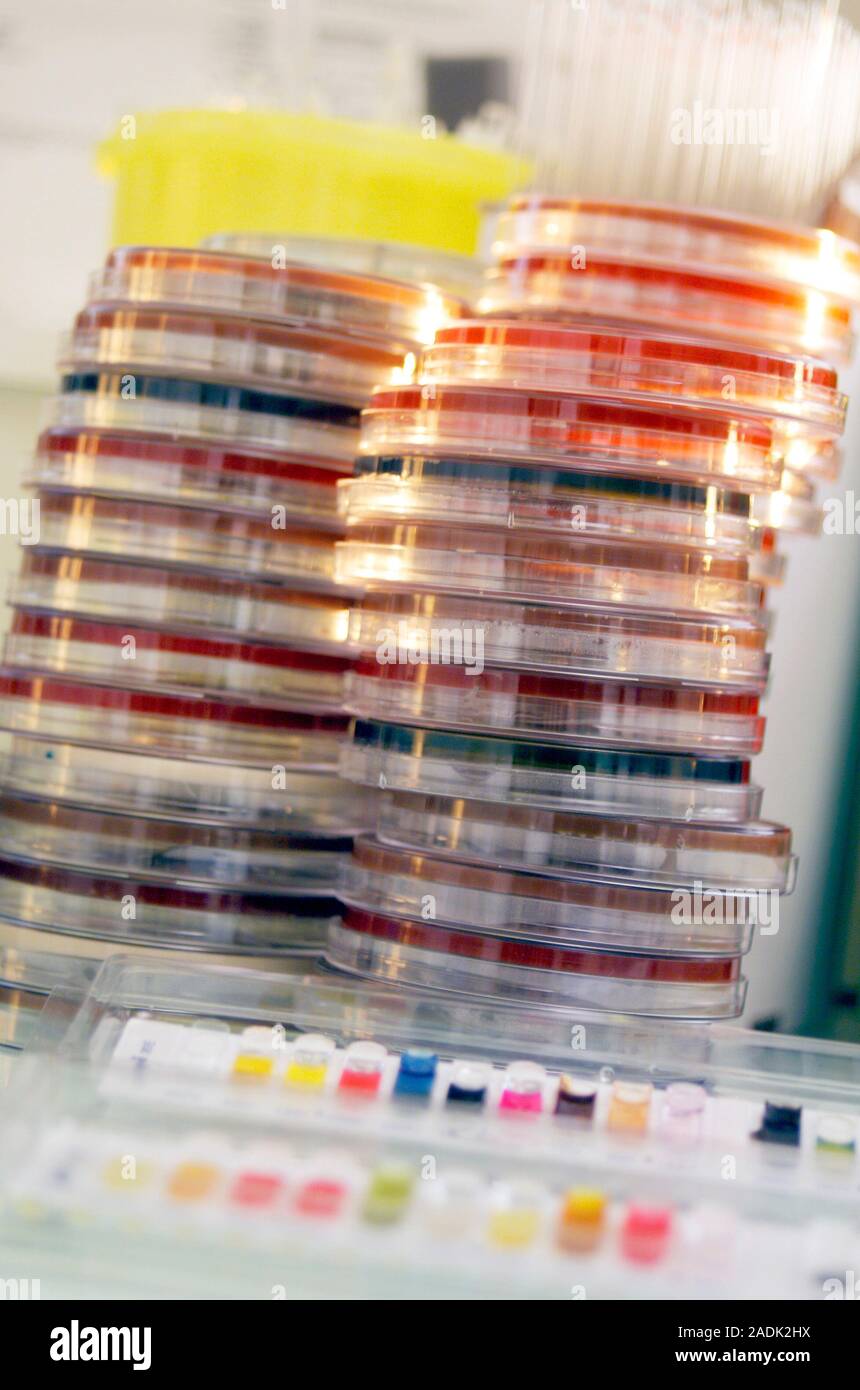 Stacked Petri Dishes Petri Dishes Containing Bacterial Cultures