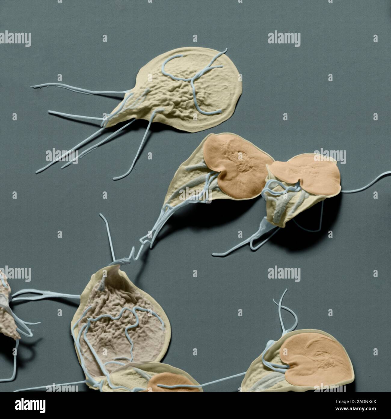 Giardia Lamblia Protozoa Coloured Scanning Electron Micrograph SEM