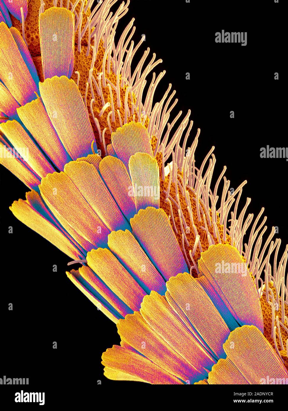 Moth Antenna Coloured Scanning Electron Micrograph SEM Of The