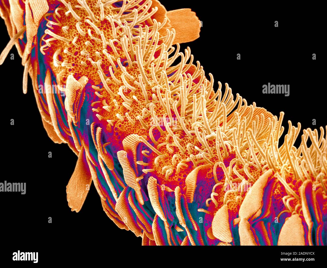 Moth Antenna Coloured Scanning Electron Micrograph SEM Of The