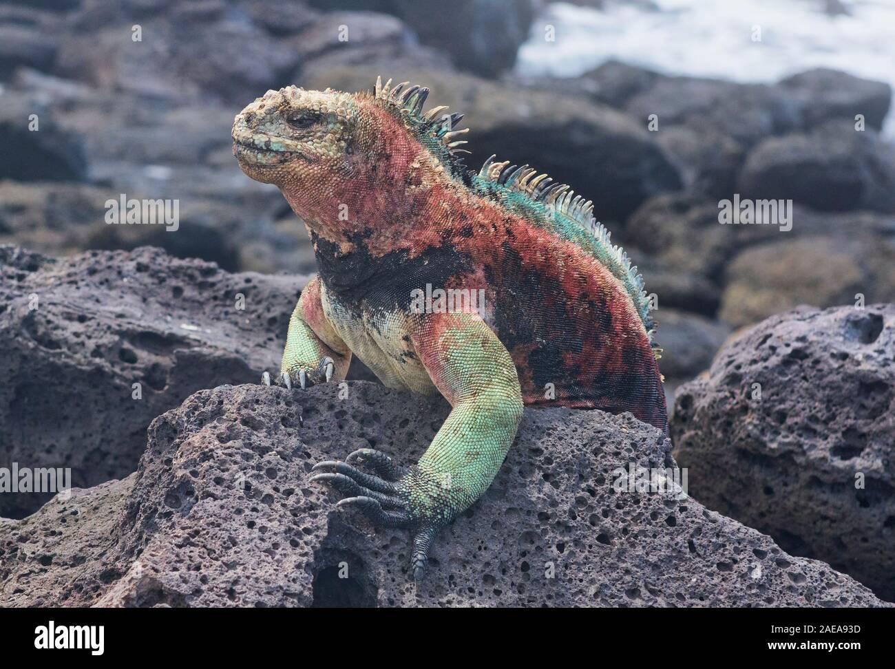 Colorful Marine Iguana Amblyrhynchus Cristatus Isla Santa Cristobal