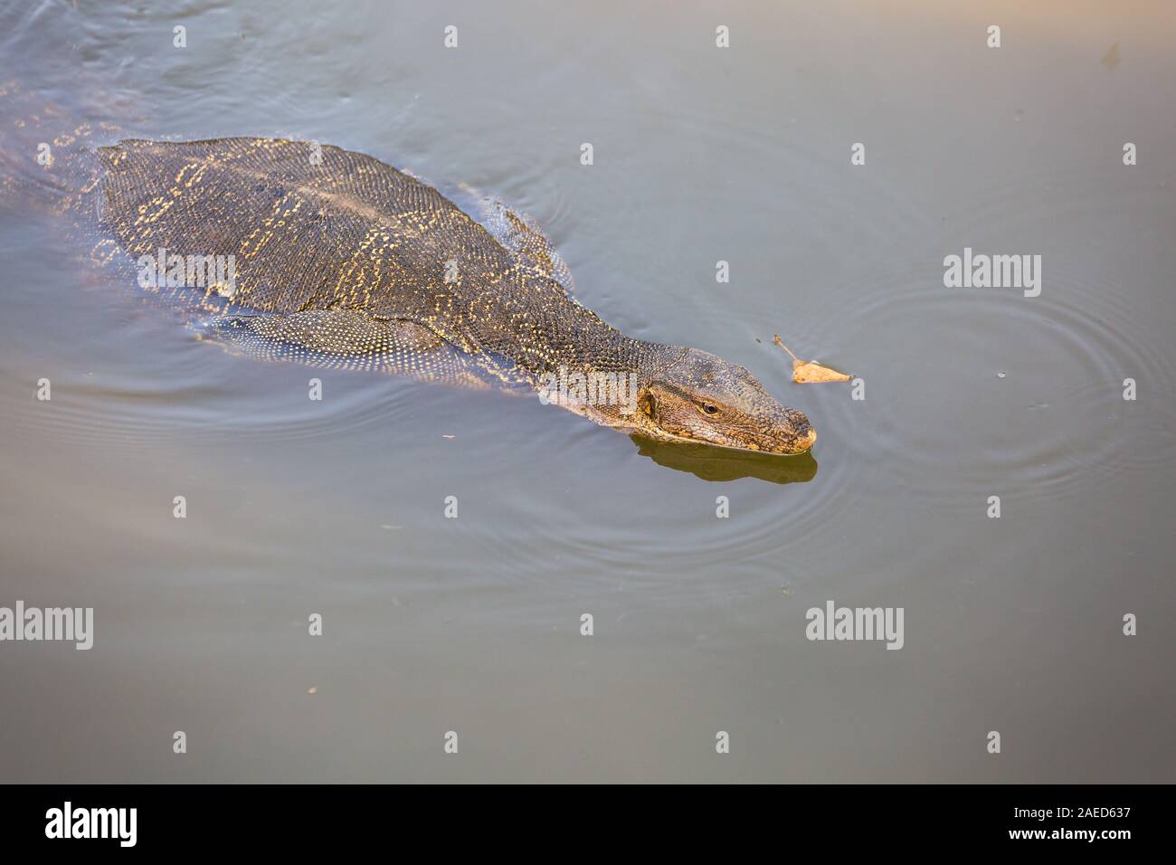 The Wild Monitor Lizard Floats In The Pond Of Bangkok Varanas Reach