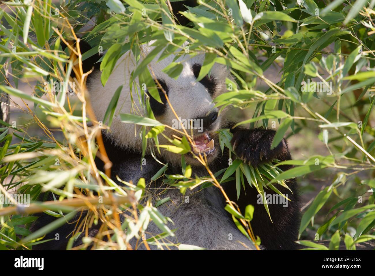 Giant Panda Eating Bamboo Stock Photo Alamy