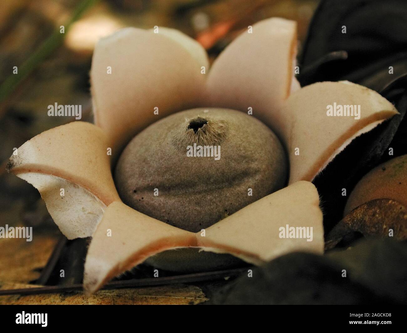 Fungi Funghi Hi Res Stock Photography And Images Alamy