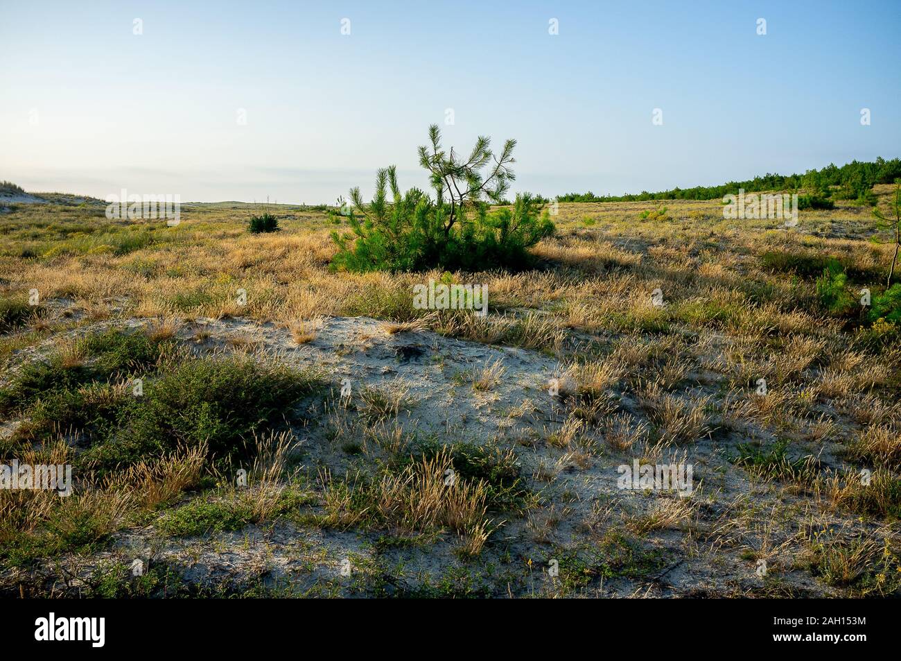 Dune Ecosystem Hi Res Stock Photography And Images Alamy