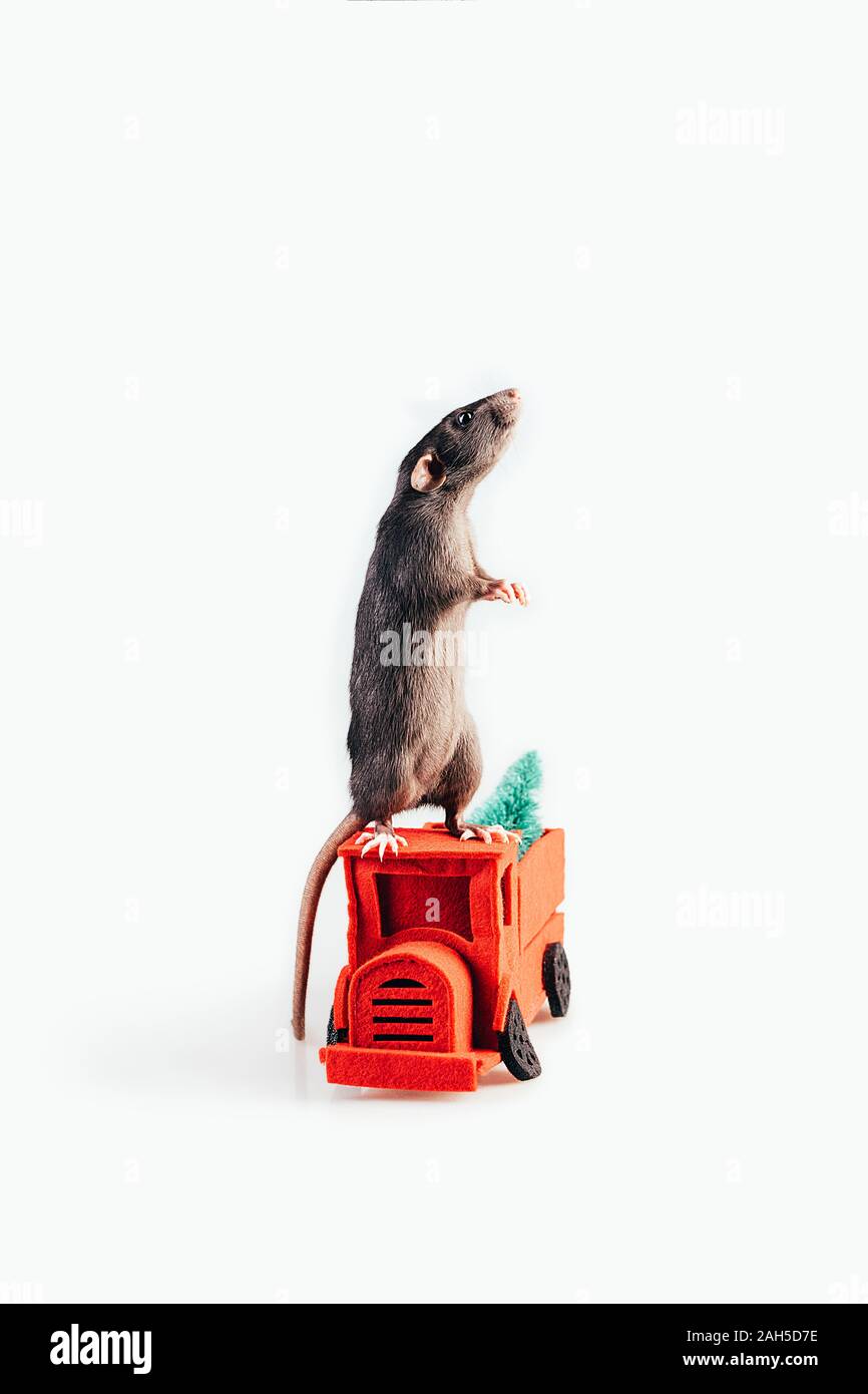 Gray White Thoroughbred Rat Standing On Its Hind Legs On A Red Felt