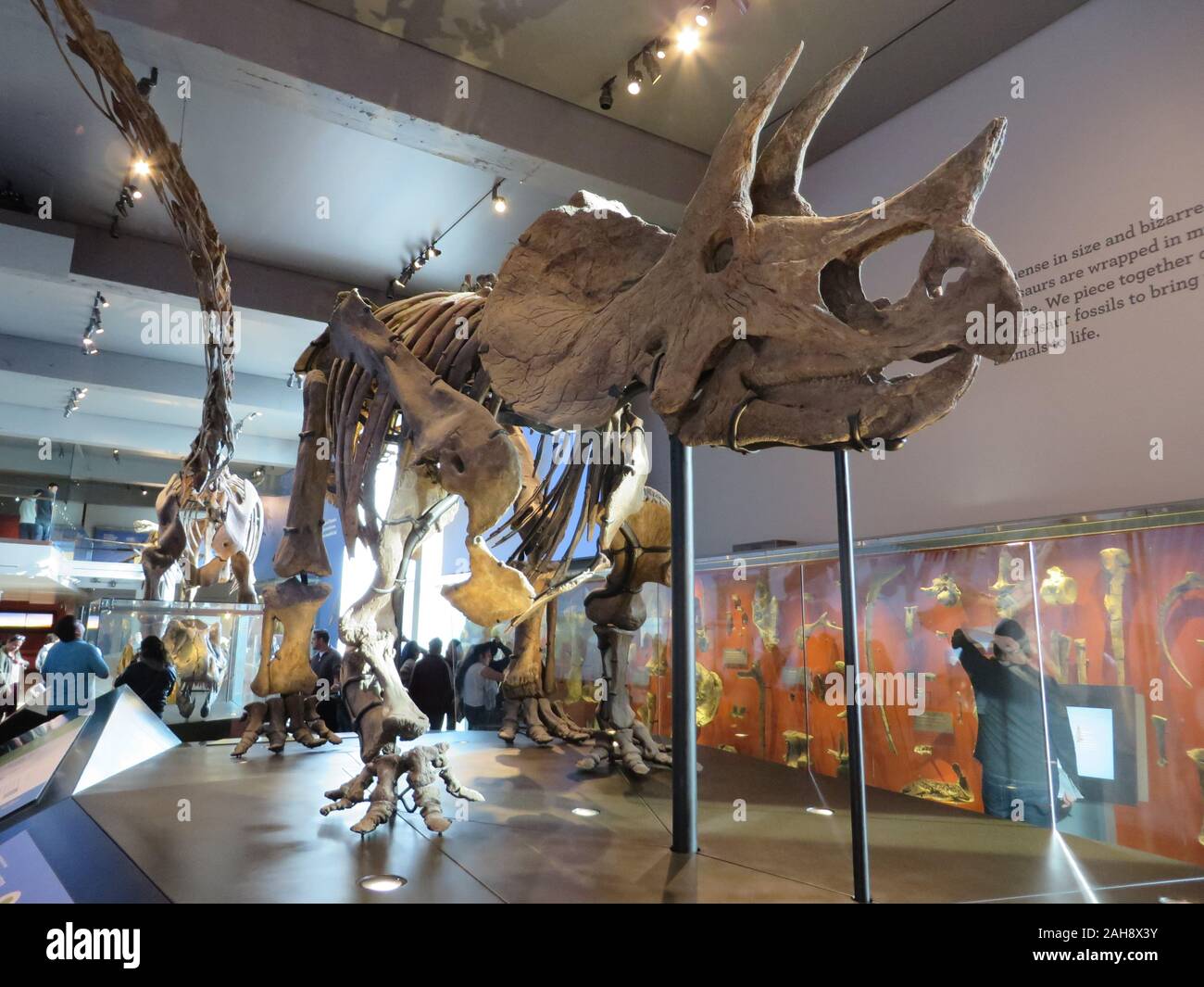 Triceratops T Prorsus Dinosaur Skeleton On Display In The Natural