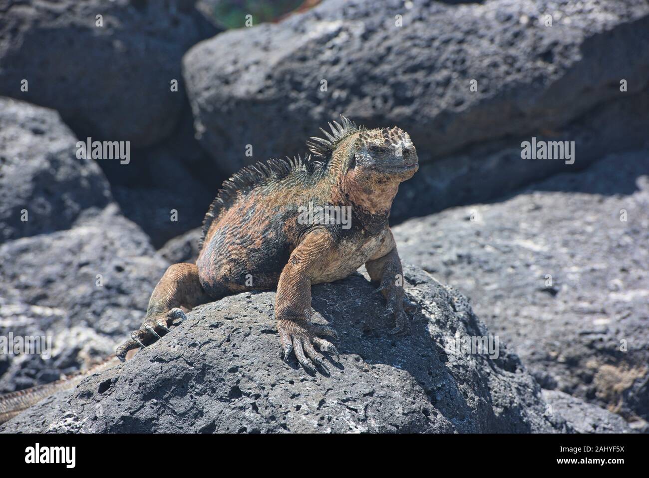 Marine Iguana Amblyrhynchus Cristatus Isla Santa Cruz Galapagos