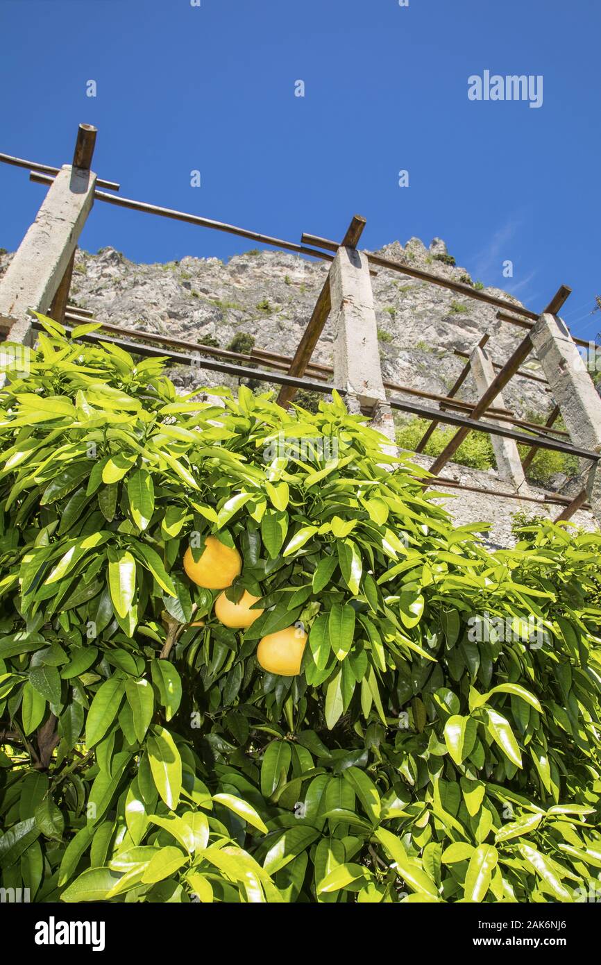 Limonaia Gardasee Hi Res Stock Photography And Images Alamy