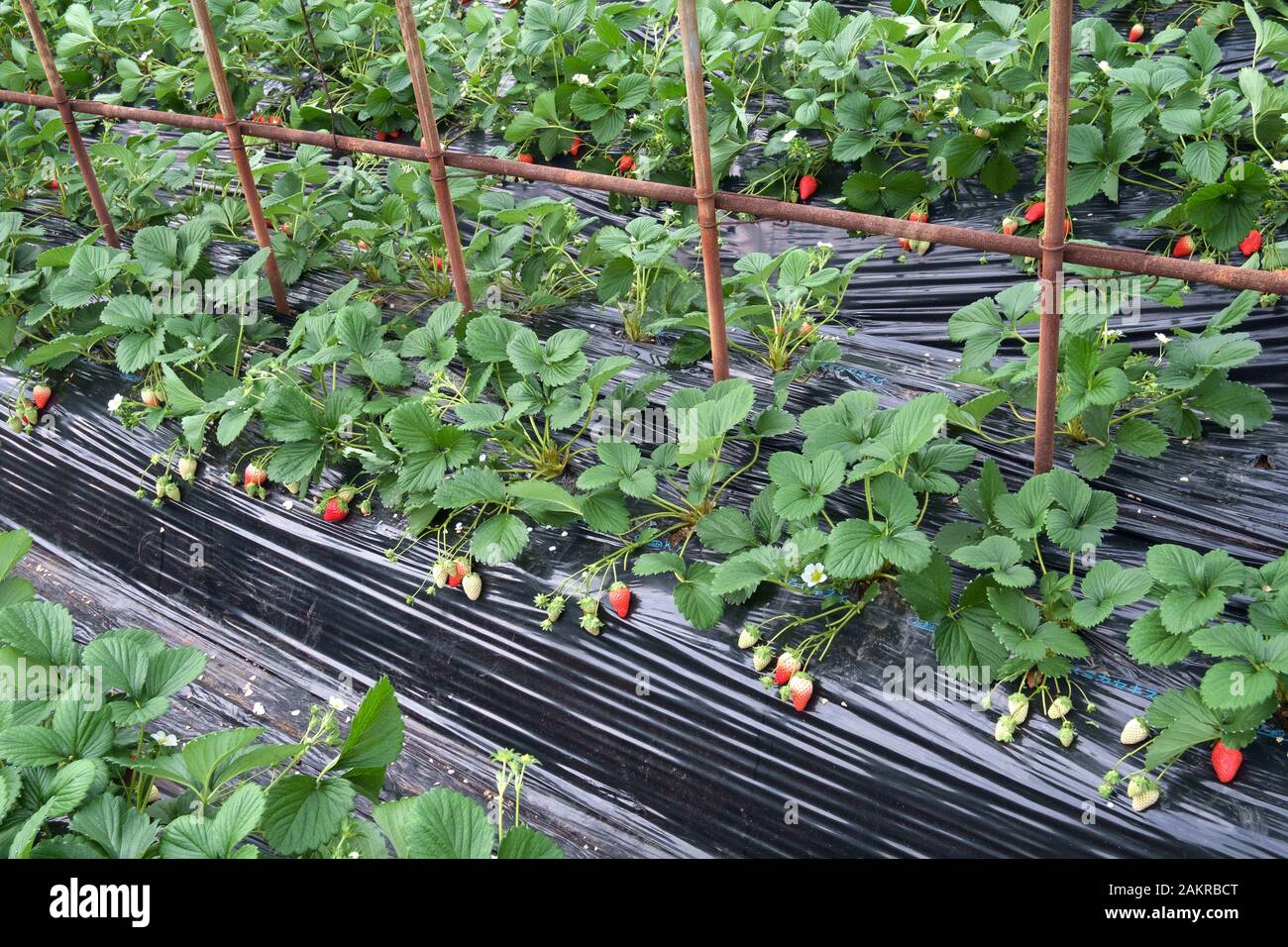 Greenhouse Strawberry Cultivation Production In The Countryside Of