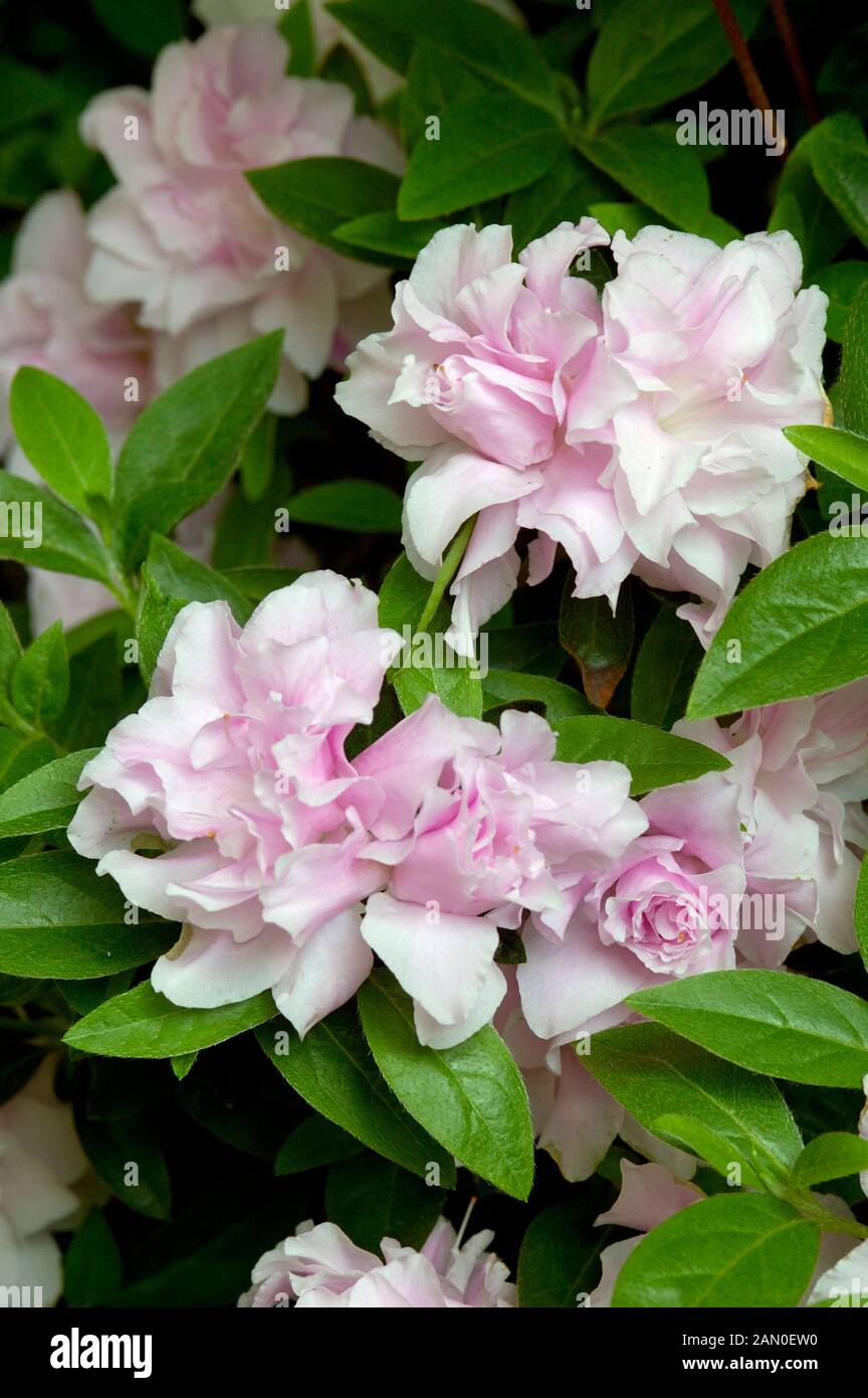 Azalea Mrs Nancy Dippel Stock Photo Alamy