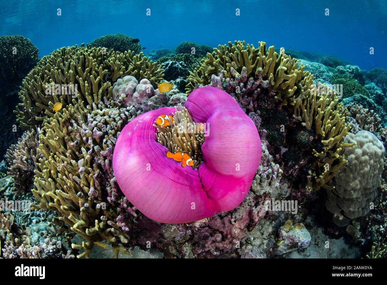 Orange Clownfish Amphiprion Percula Swim In The Tentacles Of Their