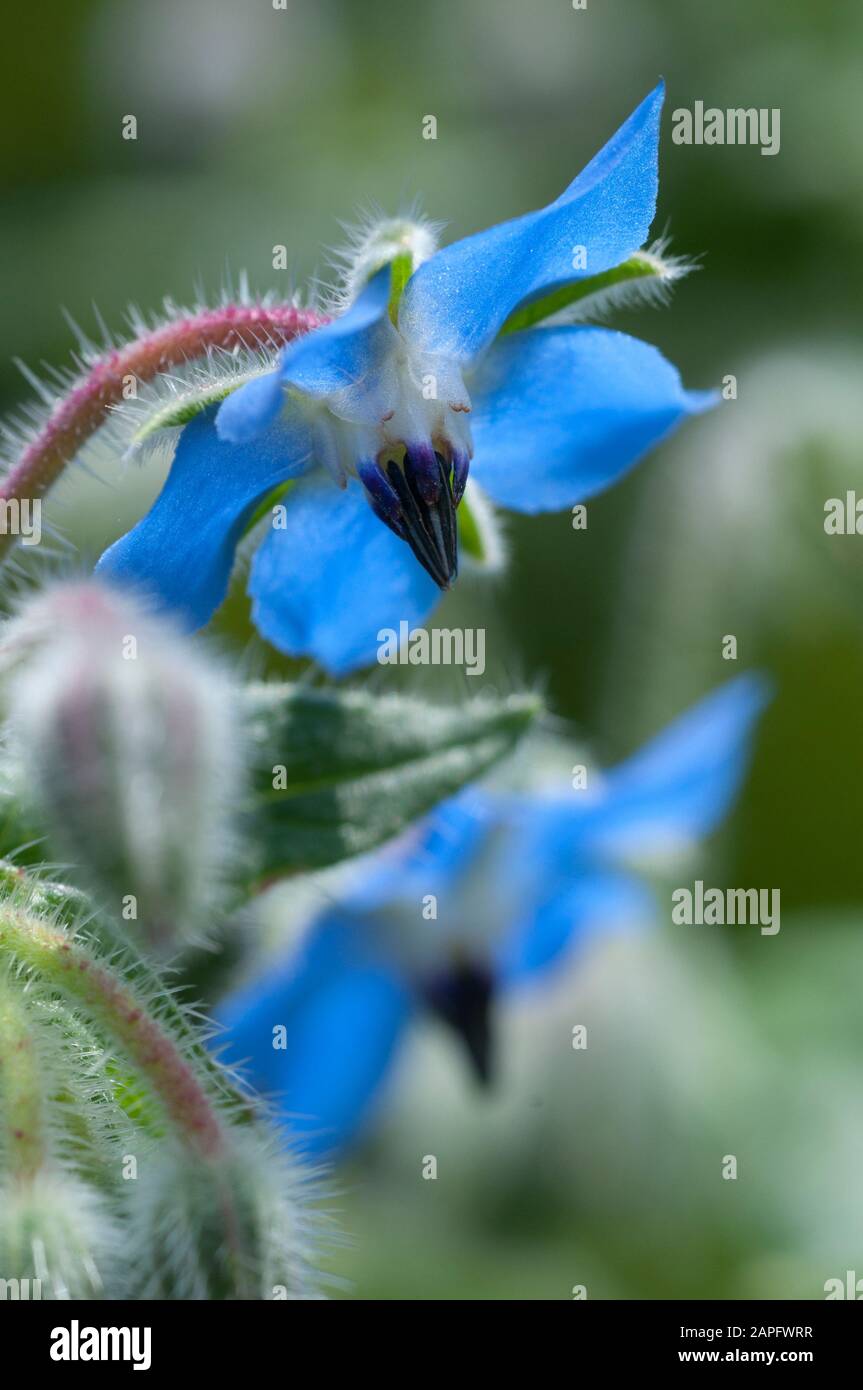 Common Borage Borago Officinalis Flower Stock Photo Alamy