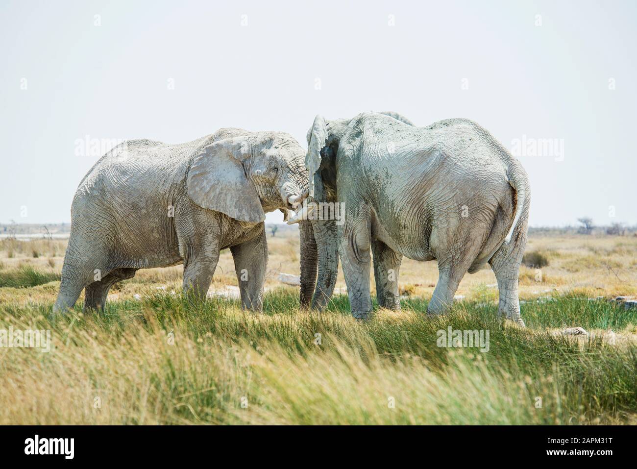 Etosha National Park Namibia Adult Elephants Covered With Dust And