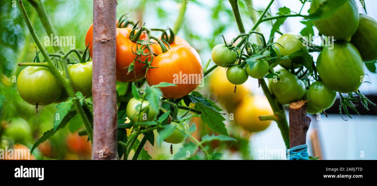 Tomatoes Growing In A Greenhouse Vegetable Growing Concept Stock Photo