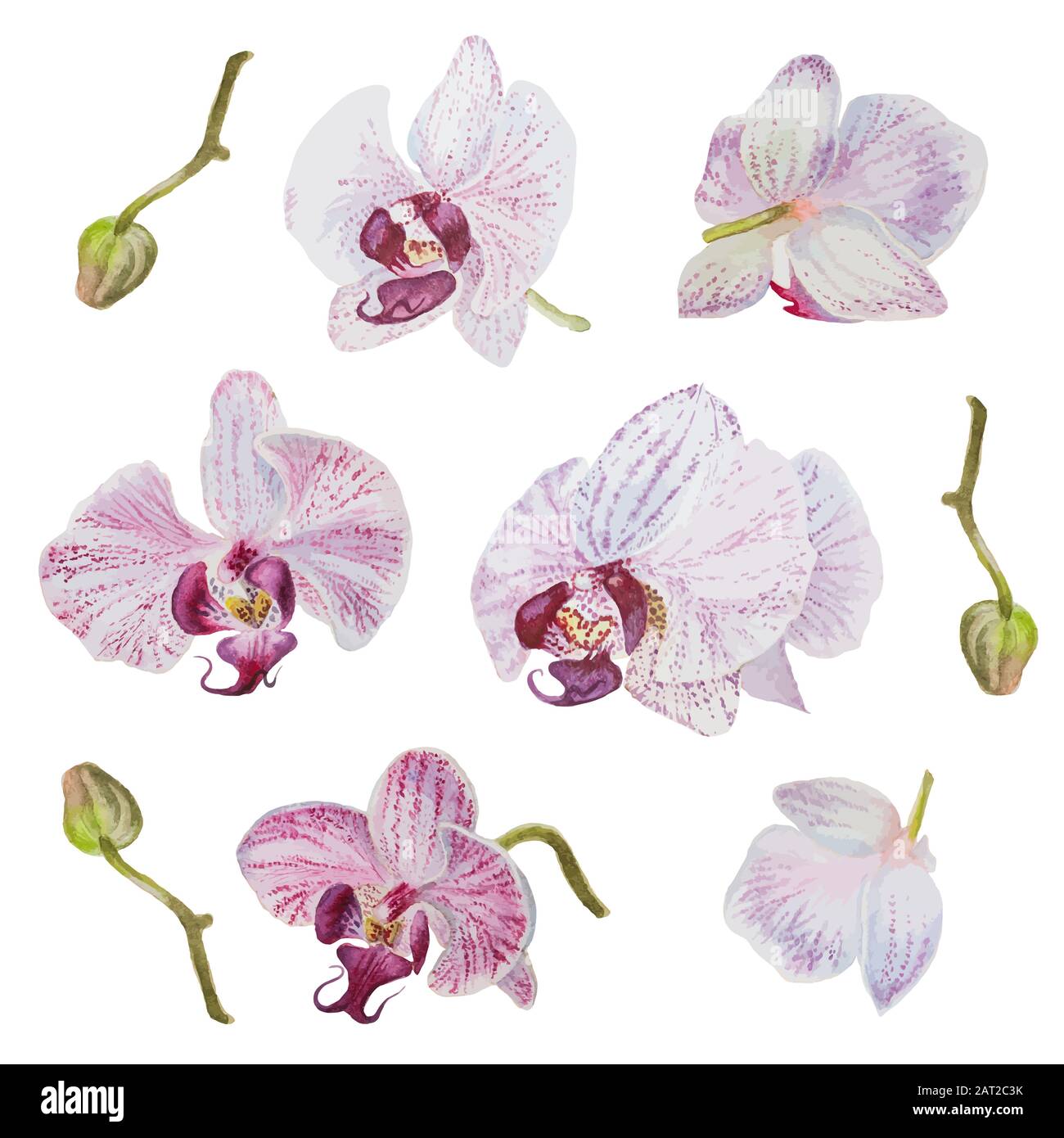 Vector Beautiful Hand Drawn Watercolor Isolated Orchid Flowers Stock