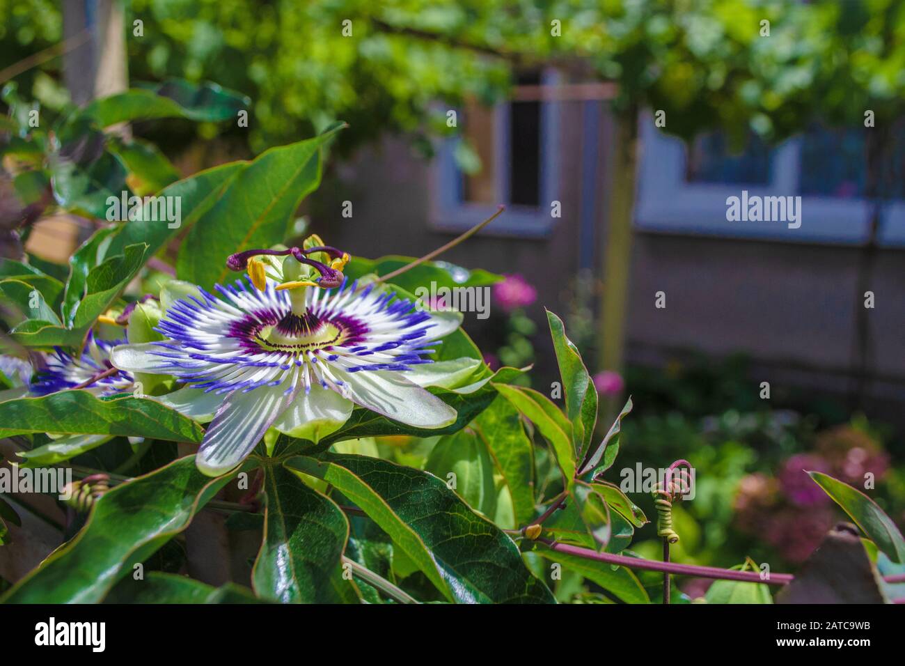 Blue Starshaped Crown Passion Flower Passiflora Caerulea Against Green