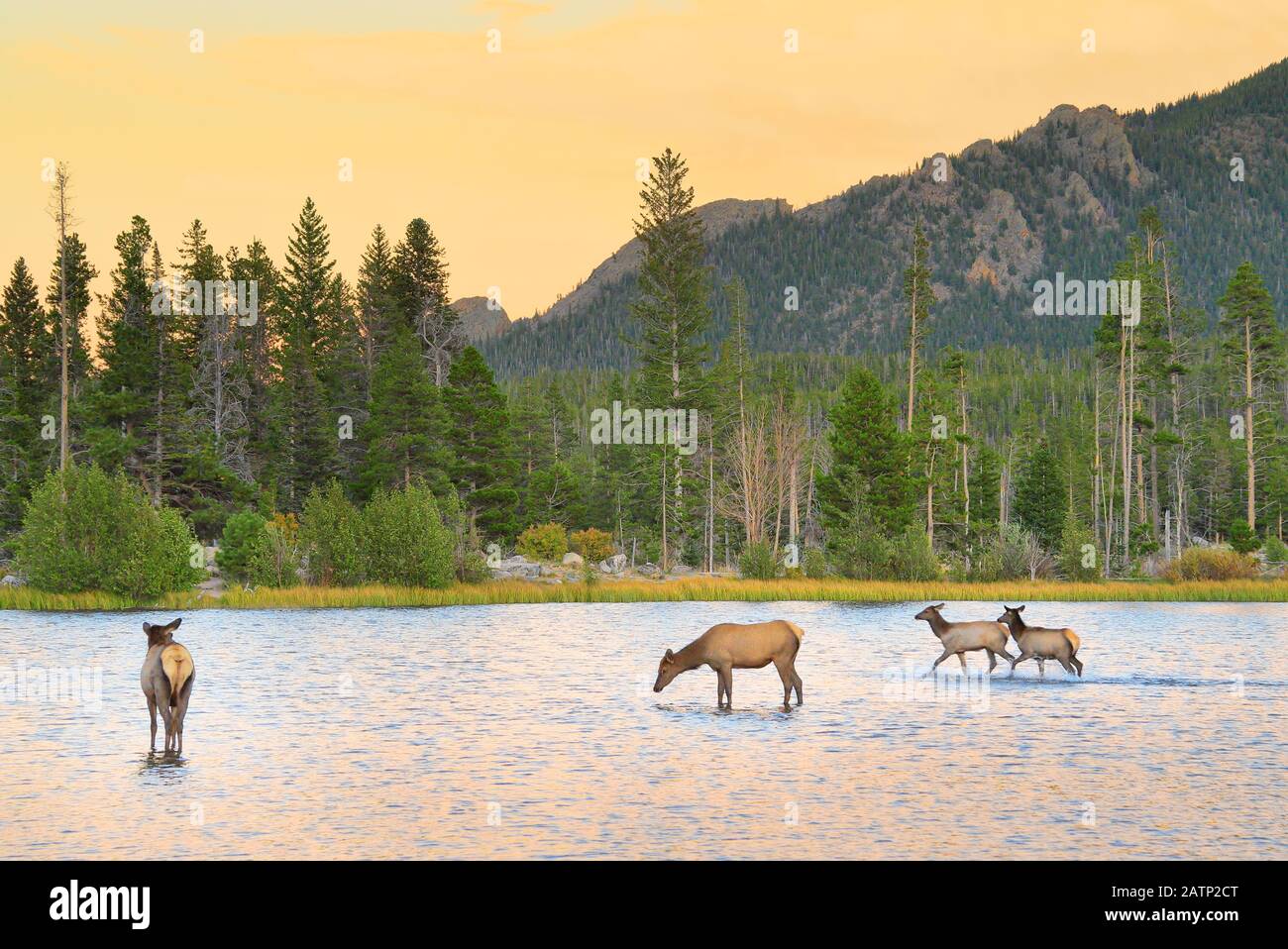 Elk Sunset Sprague Lake Sprague Lake Trail Rocky Mountain National