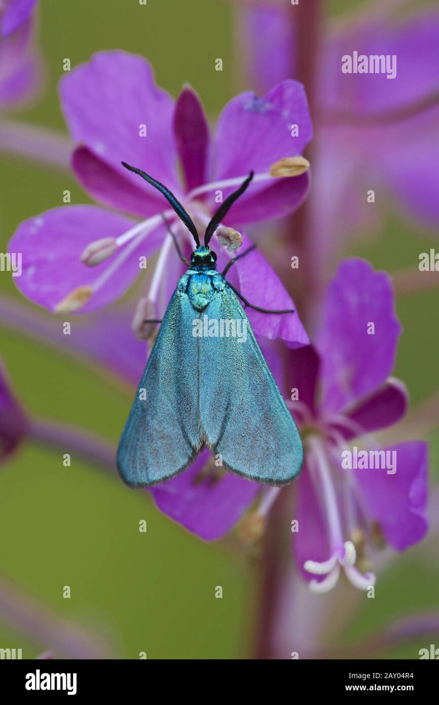 Ampfer Gruenwidderchen Sauerampfer Gruenwidderchen Adscita Statices