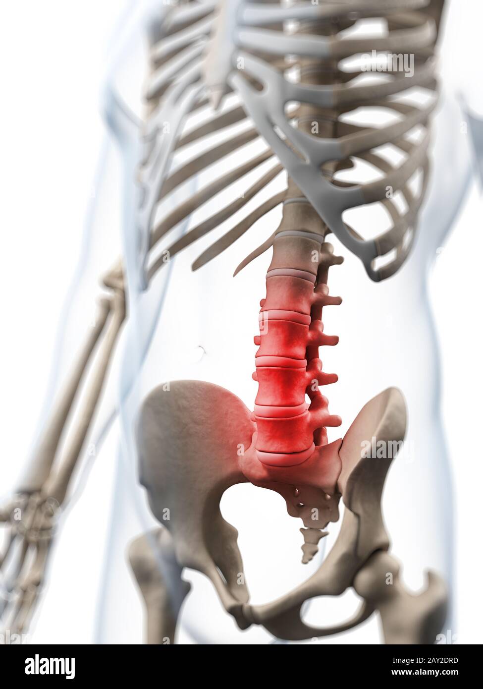 3d Rendered Illustration Of A Painful Lumbar Spine Stock Photo Alamy