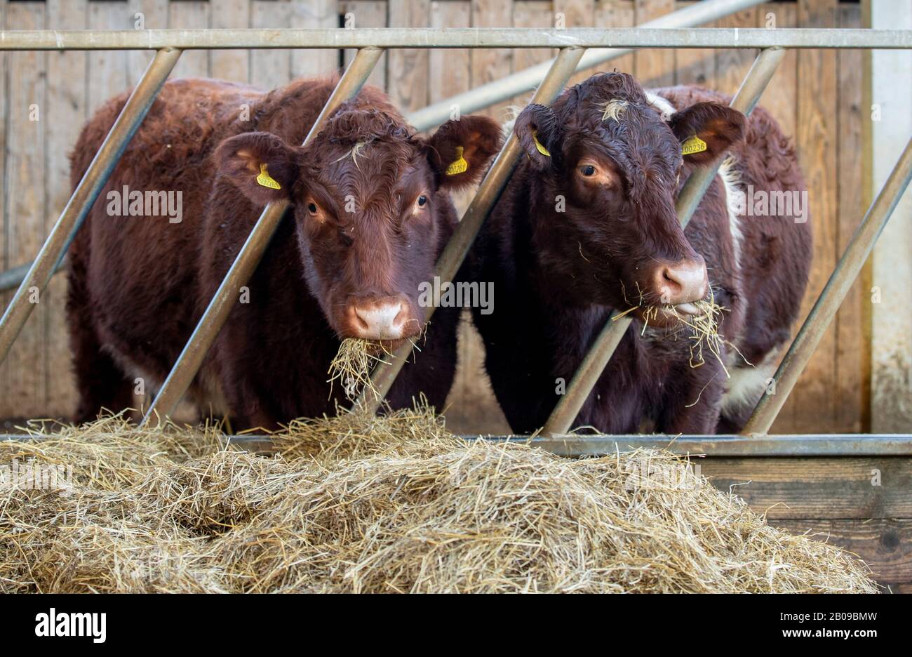 Dairy Shorthorn Cow High Resolution Stock Photography And Images Alamy