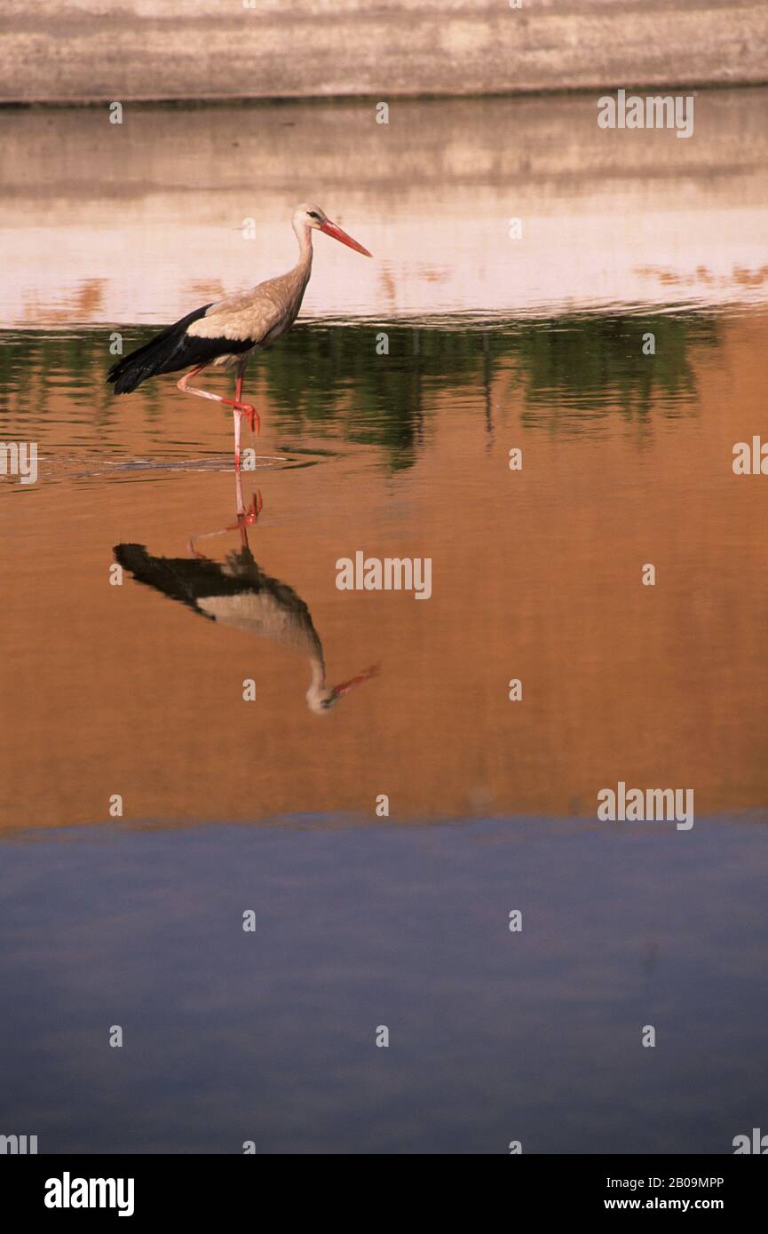 Morocco Marrakech Remains Of Badi Palace European Stork In Pool