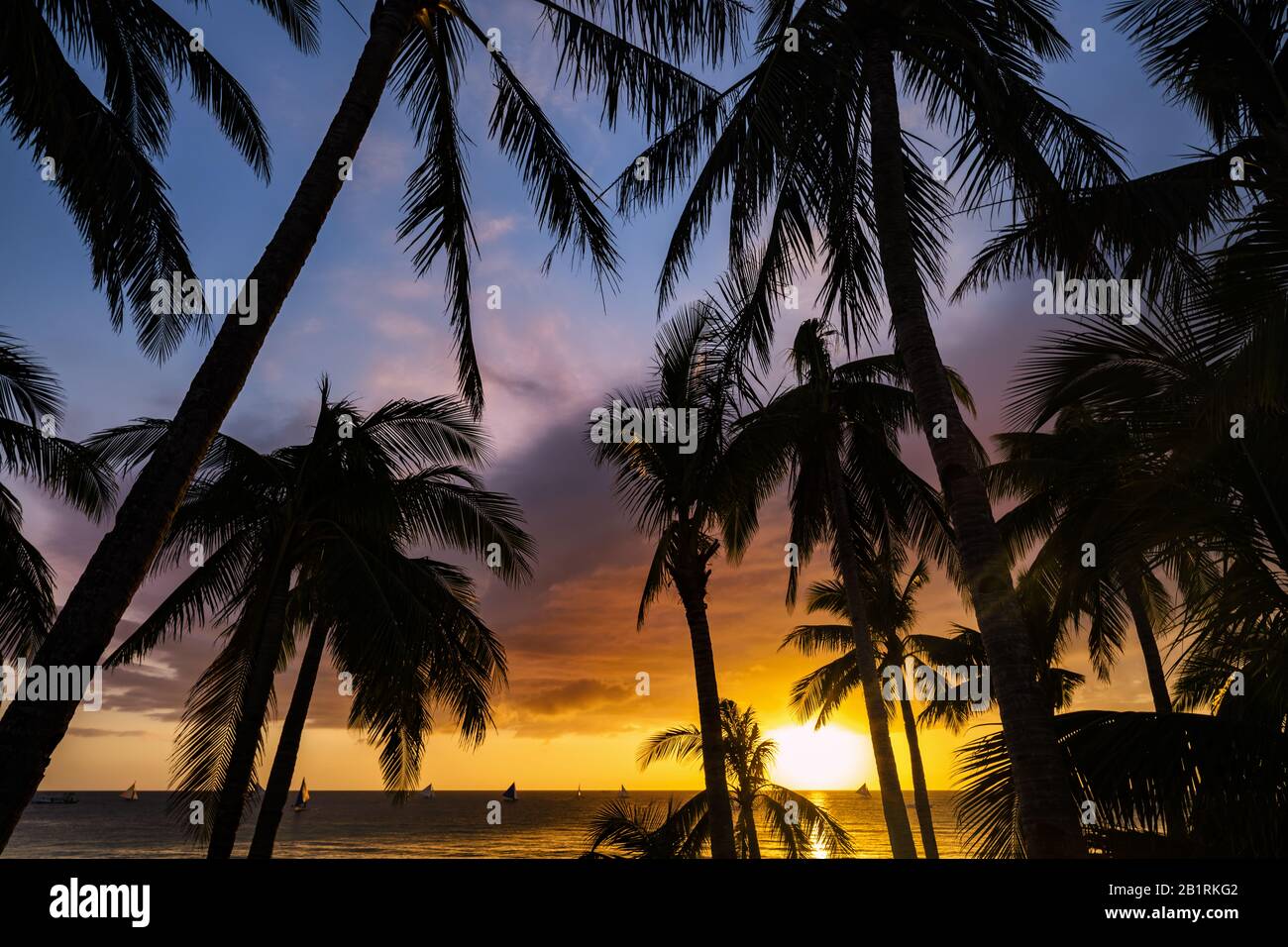 Palm Trees In The Philippines Hi Res Stock Photography And Images Alamy