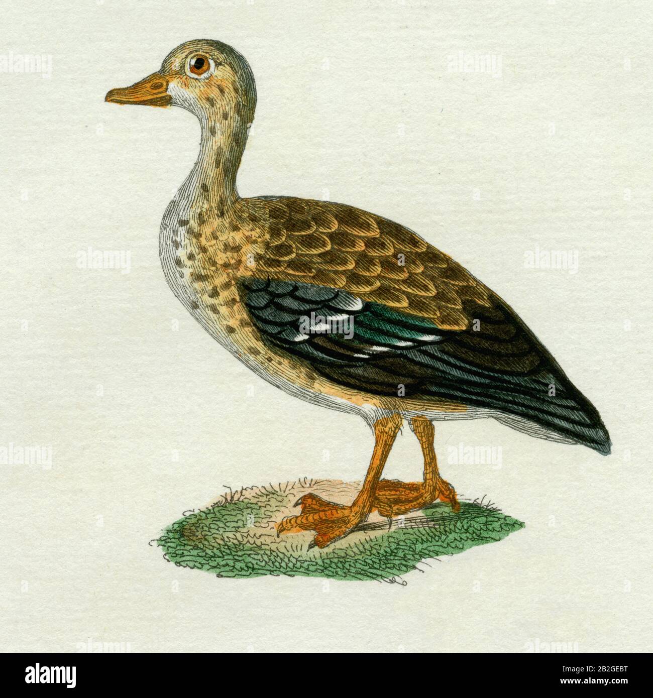 Teal Engraving Created In 1830 From A Drawing By Madame C Pillot