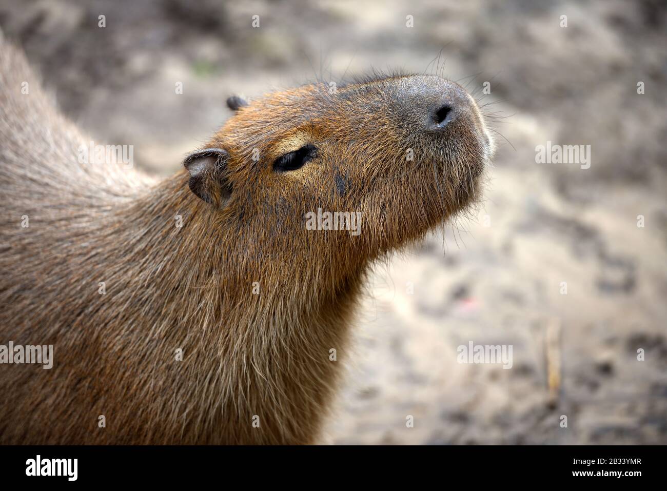 Capybara Hydrochoerus Hydrochaeris Portrait Close Up Stock Photo Alamy