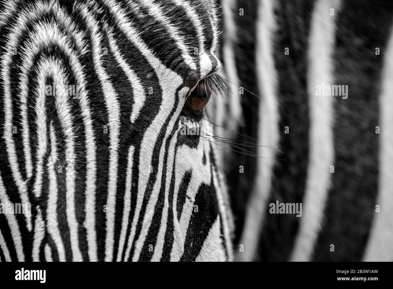 Grévy s zebra imperial zebra Equus grevyi native to Kenya and